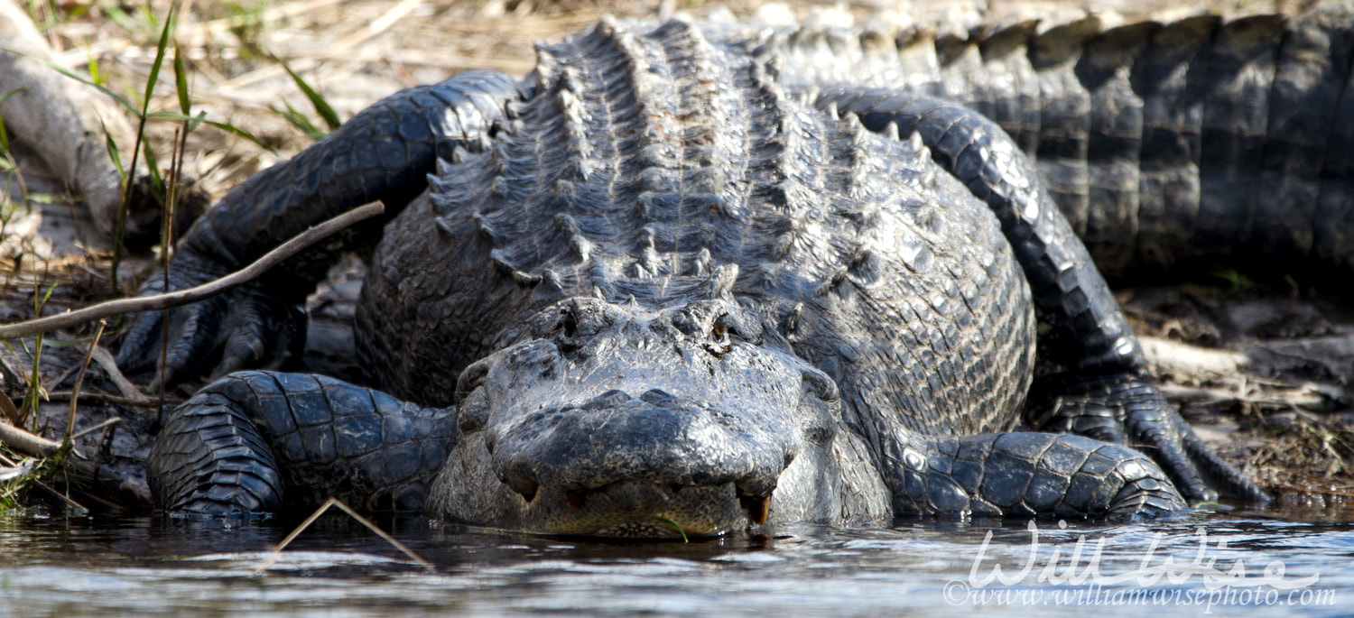 Huge Alligator Picture