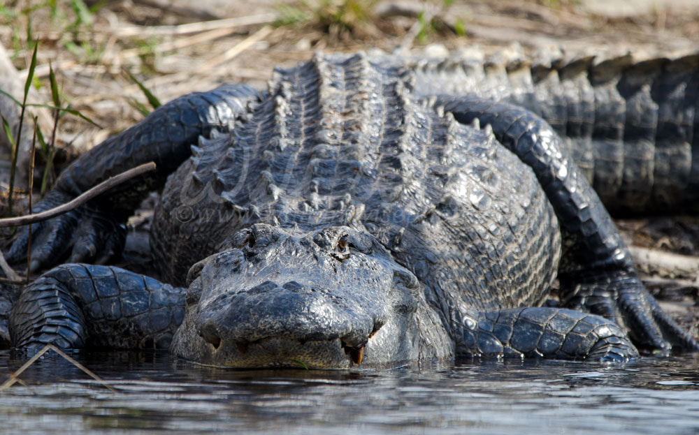 Huge Okefenokee Alligator Picture