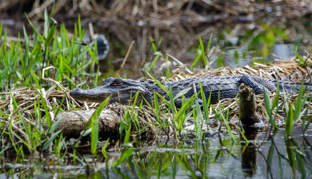 American Alligator basking on log in spike rush bog, Okefenokee Swamp National Wildlife Refuge Picture