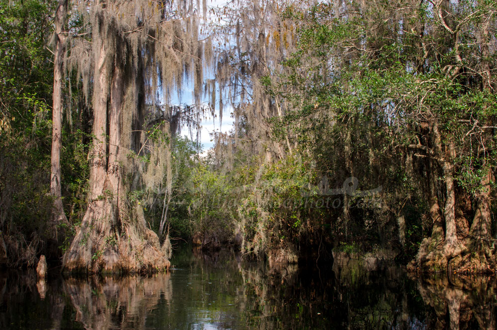 Cypress Swamp, Spanish Moss, Okefenokee Swamp National Wildlife Refuge Picture