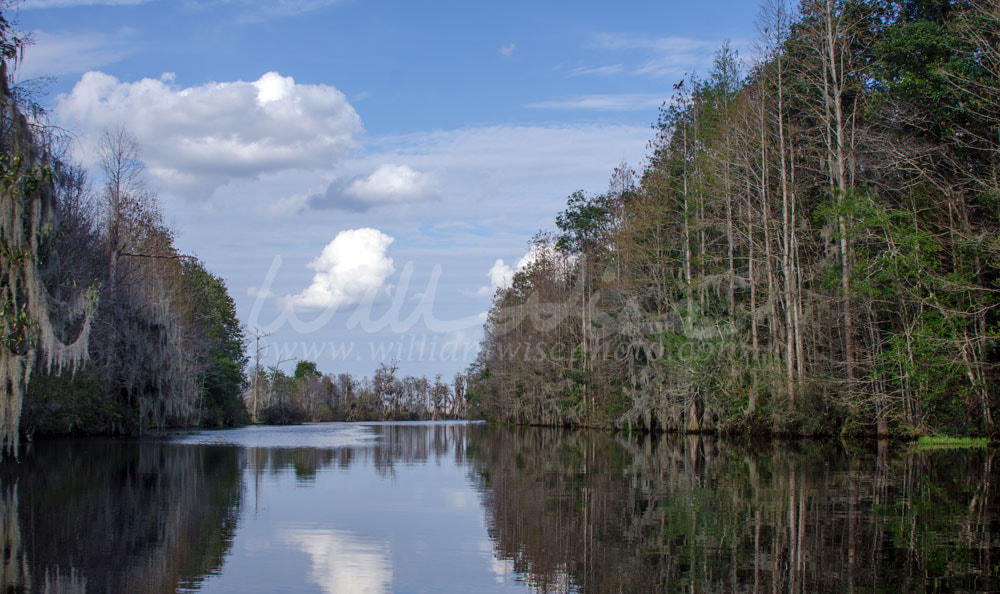 Billy's Lake Okefenokee Swamp Picture