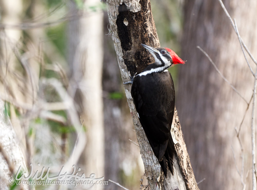 Pileated Woodpecker Okefenokee Swamp Picture