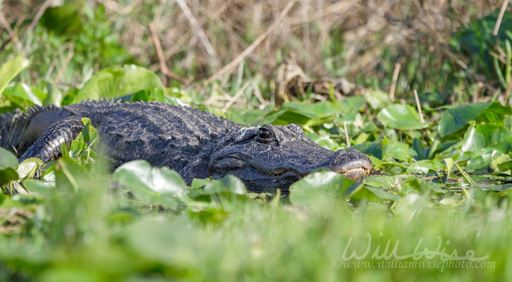 American Alligator, Okefenokee Swamp National Wildlife Refuge. Floyds, gator Picture