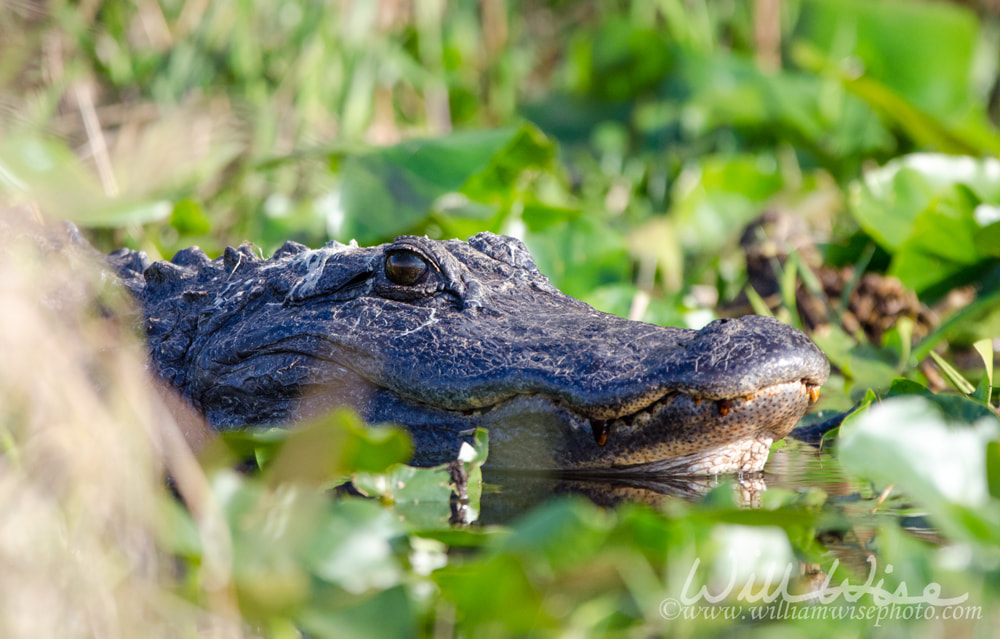 Giant Alligator Okefenokee Swamp Picture