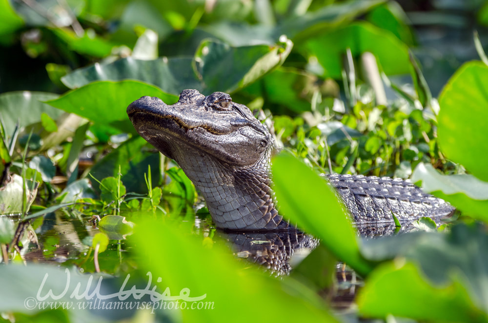 Young American Alligator in the Okefenokee Swamp, Georgia Picture