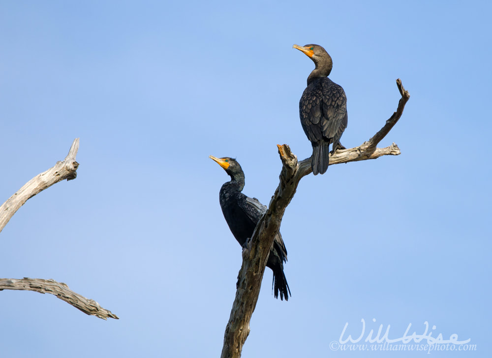 Double-crested Cormorant, Okefenokee Swamp National Wildlife Refuge Picture