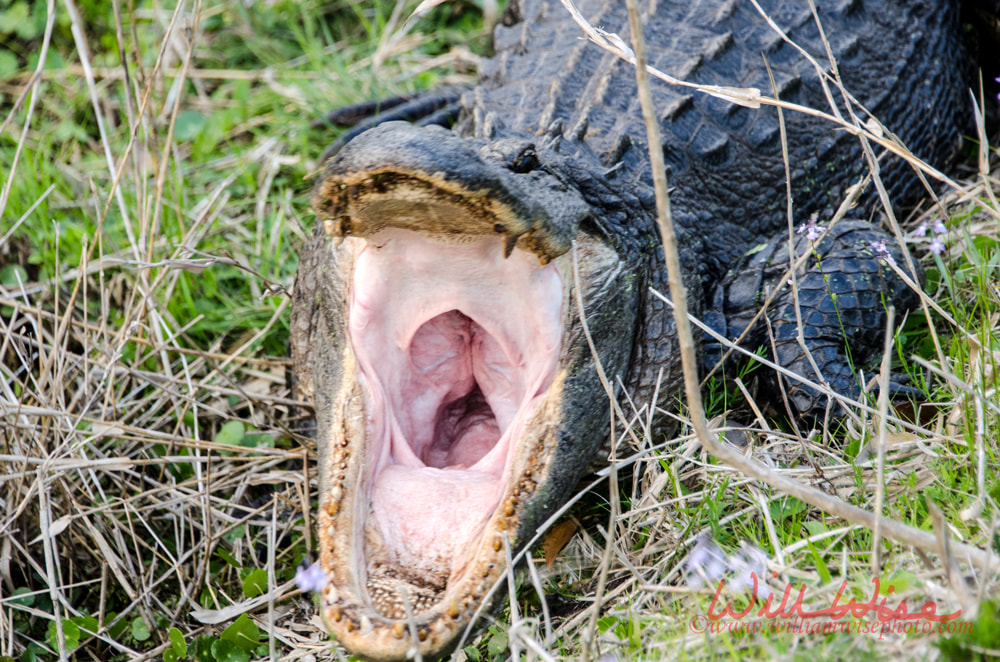Yawning Alligator Picture