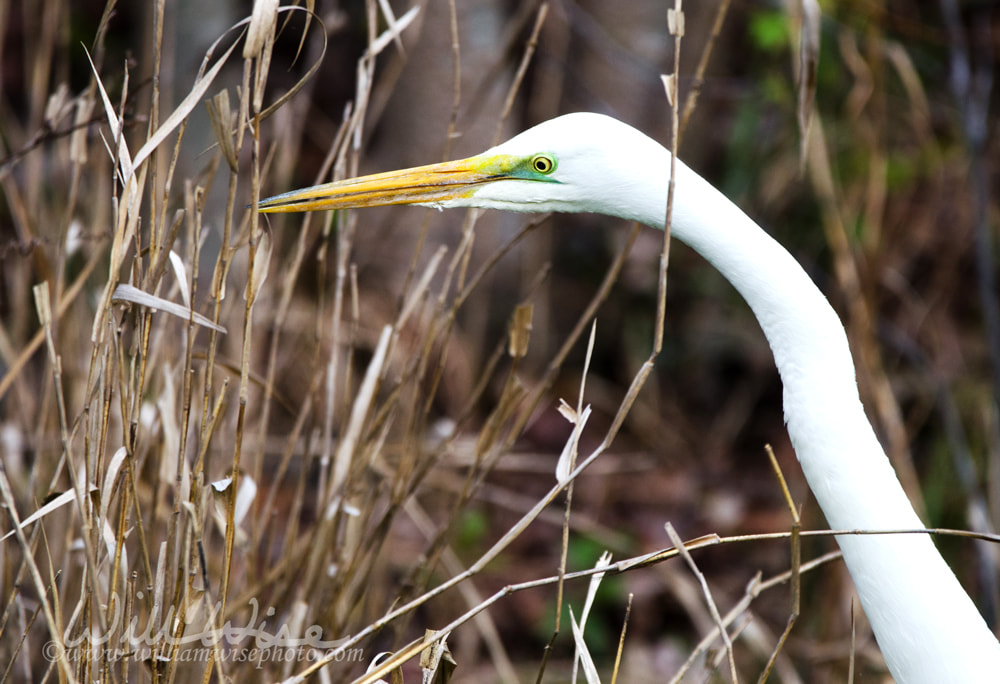 White Great Egret bird, Okefenokee National Wildlife Refuge Picture