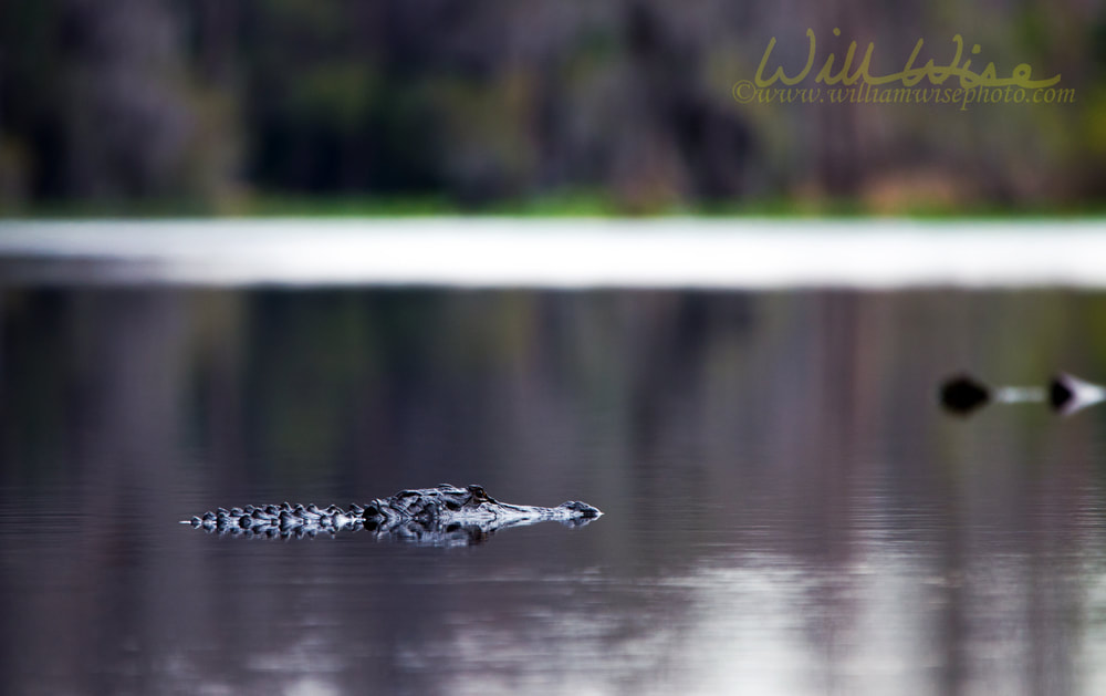 Alligator swimming in dark swamp water Picture