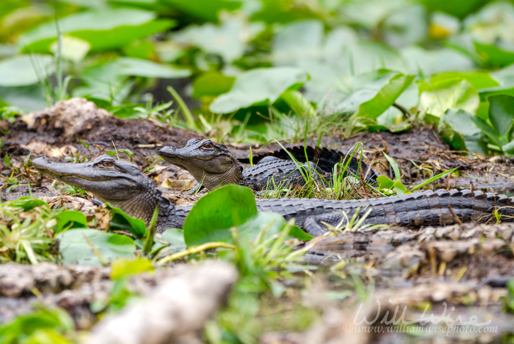 Juvenile American Alligator, Okefenokee Swamp National Wildlife Refuge Picture