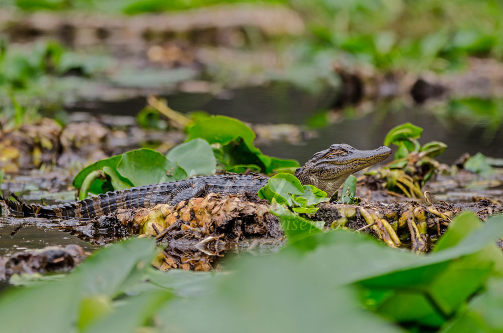 Baby American Alligator Picture