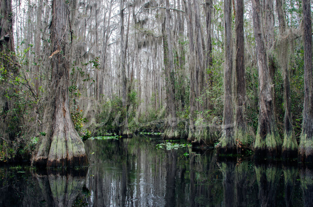 Cypress Swamp, Spanish Moss, Okefenokee Swamp National Wildlife Refuge Picture
