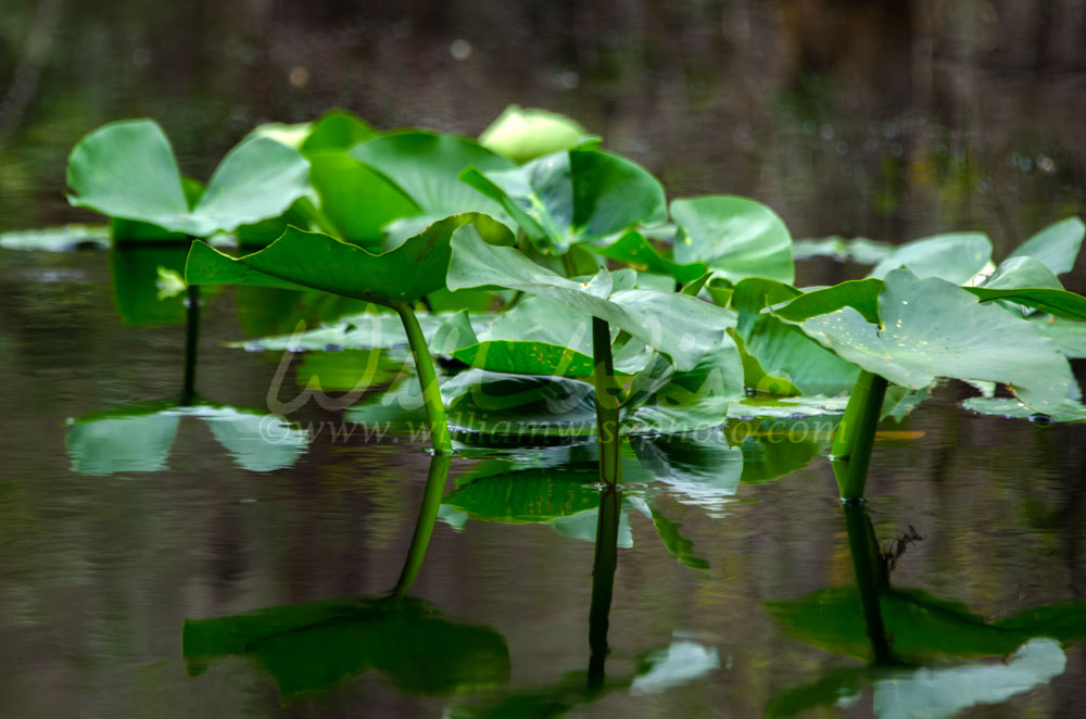 Spatterdock Nuphar yellow pond lily pads, Okefenokee Swamp National Wildlife Refuge Picture