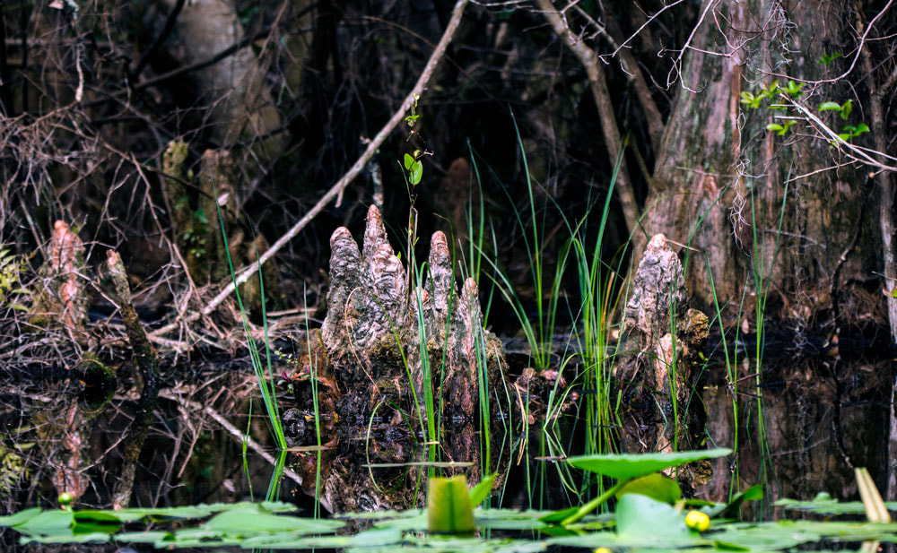 Pond Cypress Knees, Spanish Moss, Okefenokee Swamp Picture