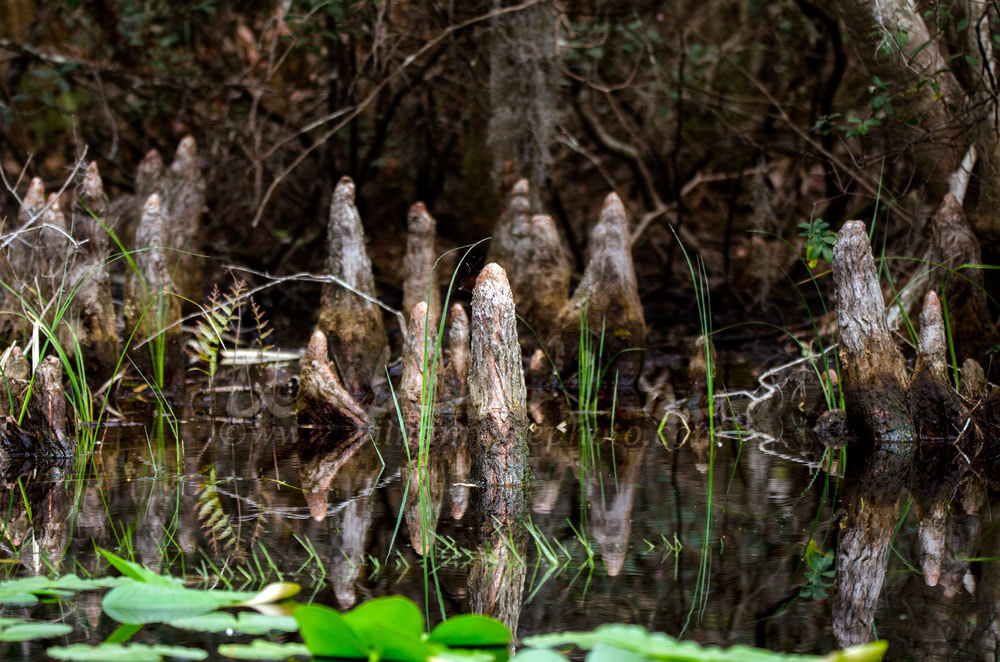 Cypress Knees, Okefenokee Swamp National Wildlife Refuge Picture