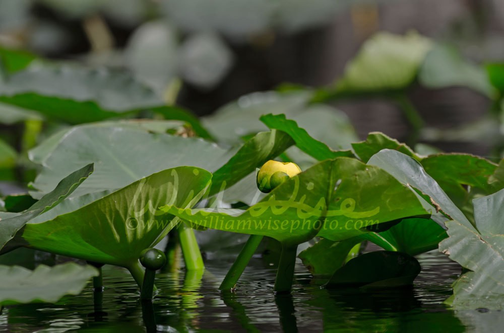 Yellow flower Spatterdock lily pads, Okefenokee Swamp National Wildlife Refuge Picture