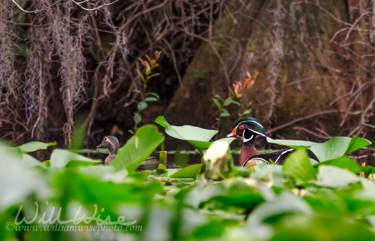 Wood Duck bird, Okefenokee Swamp National Wildlife Refuge Picture