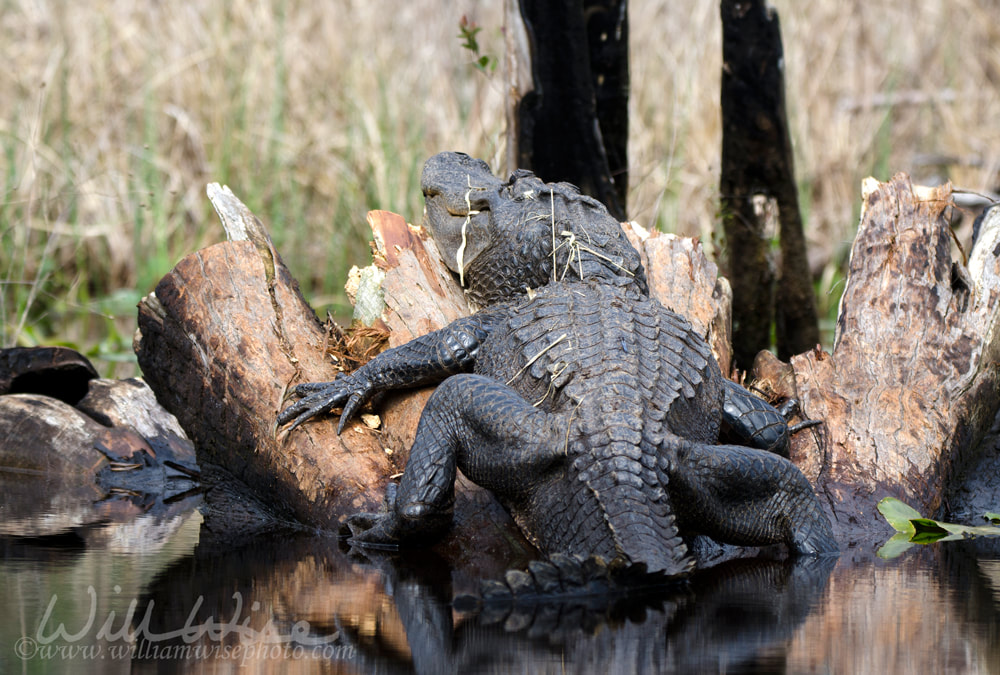 Large Bull American Alligator, Okefenokee Swamp National Wildlife Refuge Picture