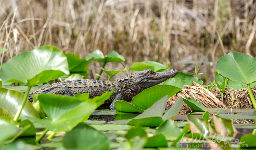 Juvenile American Alligator, Okefenokee Swamp National Wildlife Refuge Picture