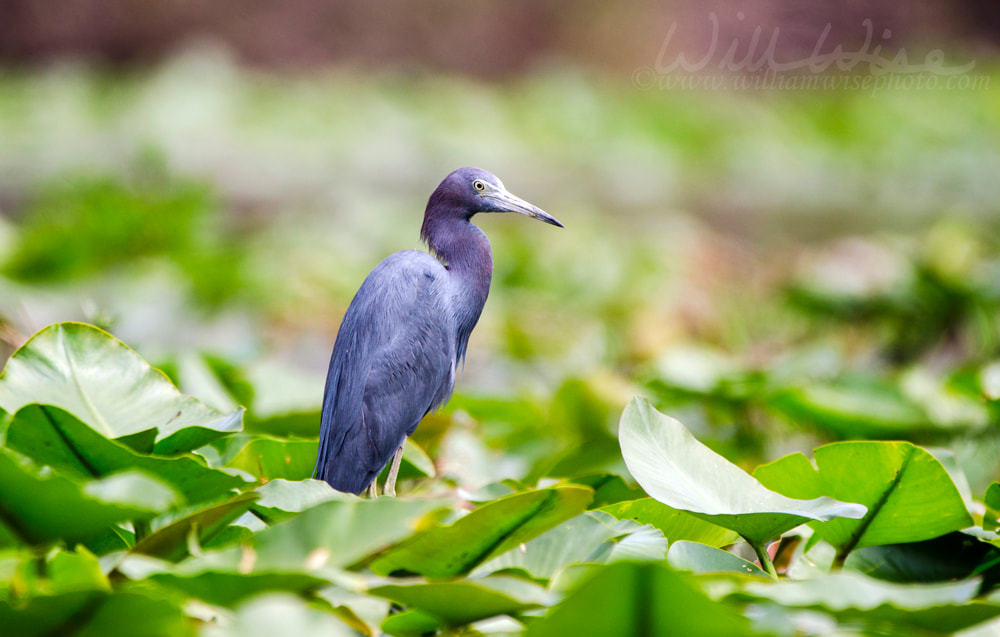 Little Blue Heron on Spatterdock lily pads, Okefenokee Swamp National Wildlife Refuge Picture