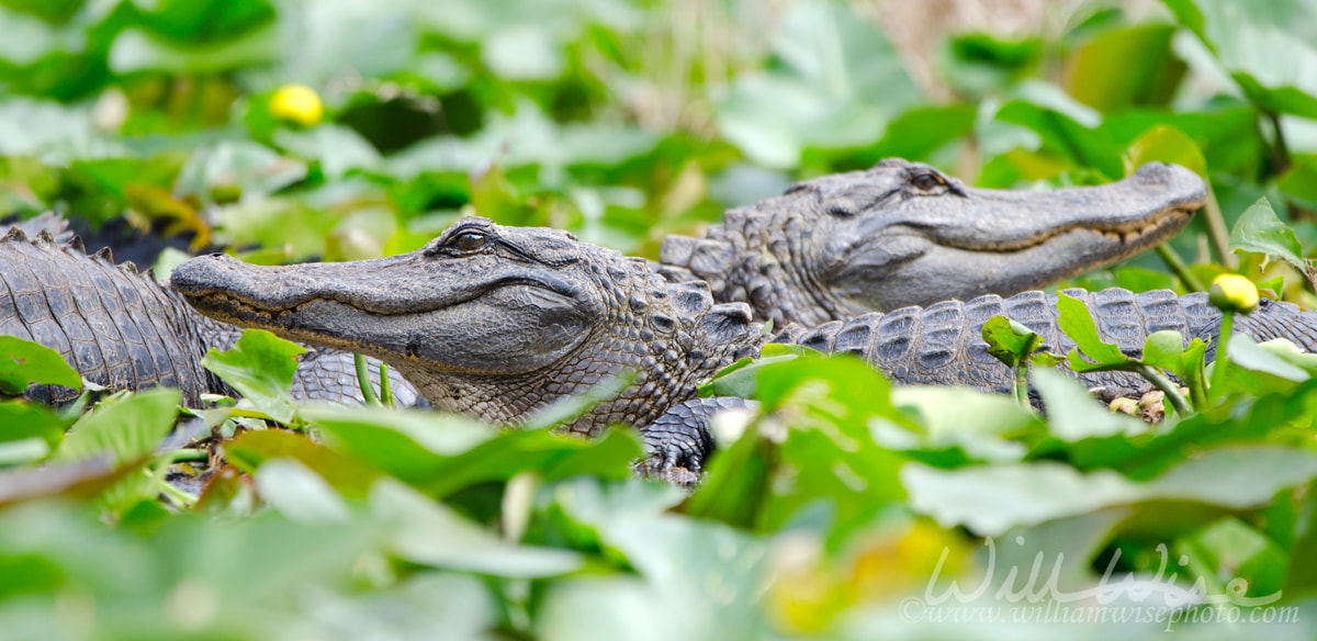 Two Large American Alligators, Okefenokee Swamp National Wildlife Refuge Picture
