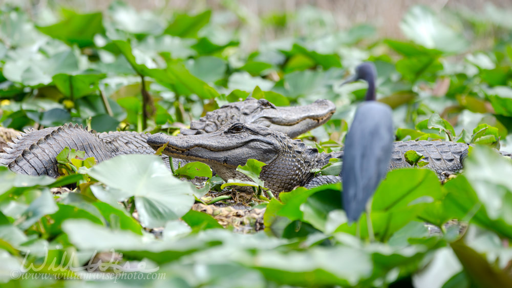 Alligator and Heron Okefenokee Picture