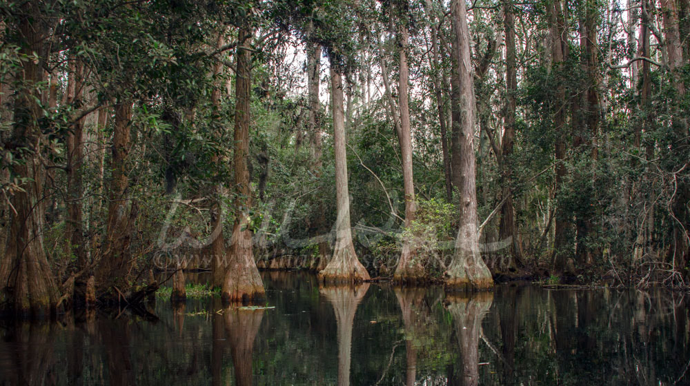 Dark Pond Cypress Swamp, Spanish Moss, Okefenokee Swamp National Wildlife Refuge Picture