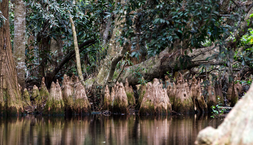 Pond Cypress Knees, Spanish Moss, Okefenokee Swamp National Wildlife Refuge Picture