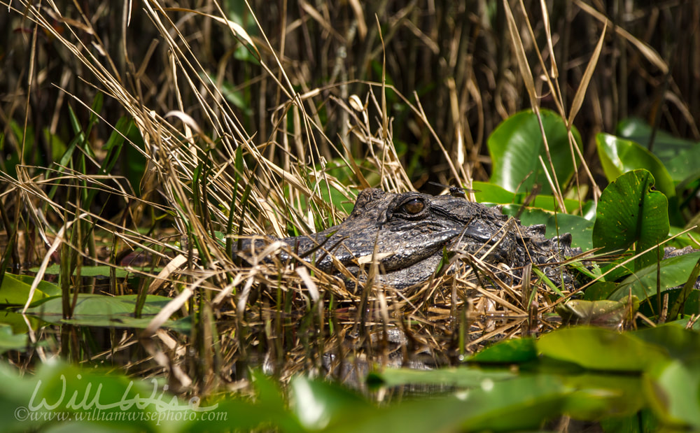 American Alligator, Okefenokee Swamp National Wildlife Refuge Picture