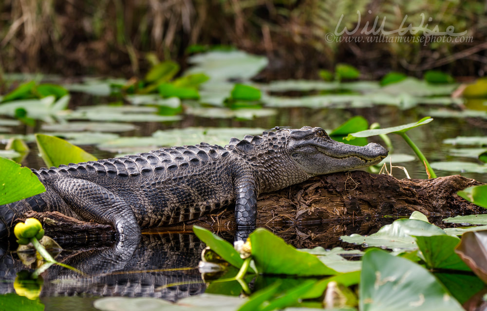American Alligator basking on log, Okefenokee Swamp National Wildlife Refuge Picture