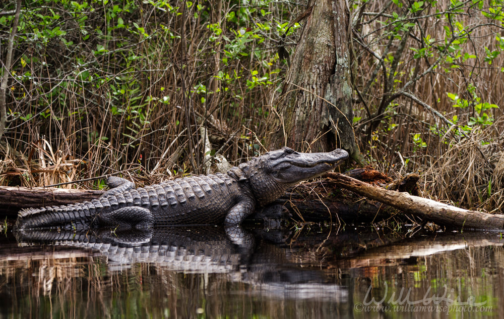 Large American Alligator sunning in the Okefenokee Swamp, Georgia Picture