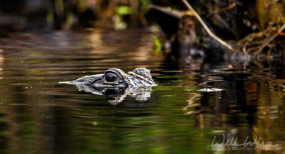 Alligator eyes swimming in dark swamp water Picture