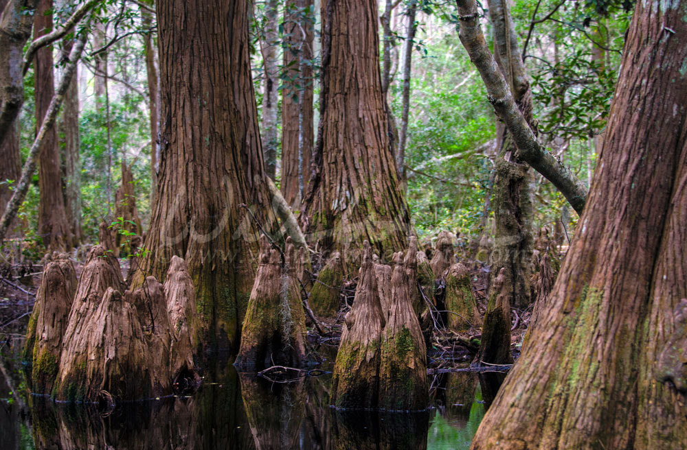 Swamp Cypress Tree Knees Picture