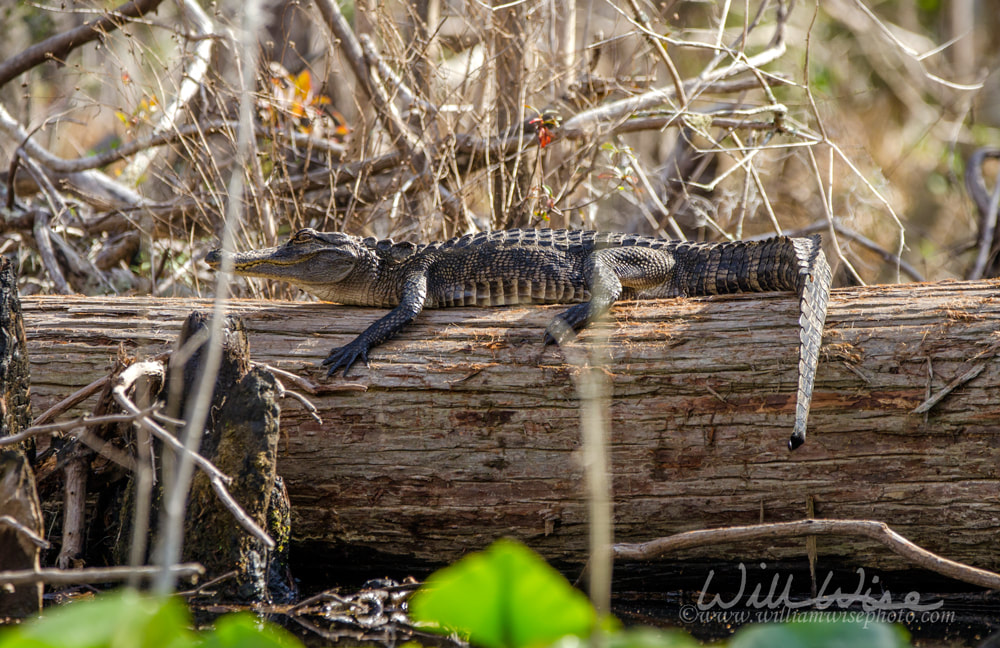Juvenile American Alligator sunning on log, Okefenokee Swamp National Wildlife Refuge Picture