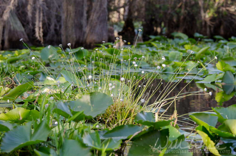 Hat Pin swamp plant flora, Okefenokee Swamp National Wildlife Refuge Picture