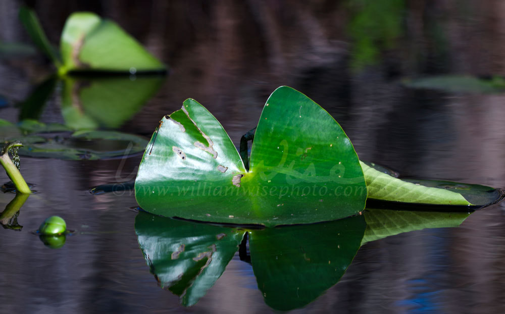 Water Lily Pad Spatterdock, Okefenokee Swamp National Wildlife Refuge Picture
