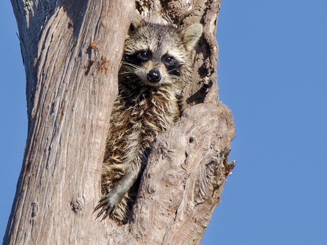 Raccoon in dead tree nest cavity Picture