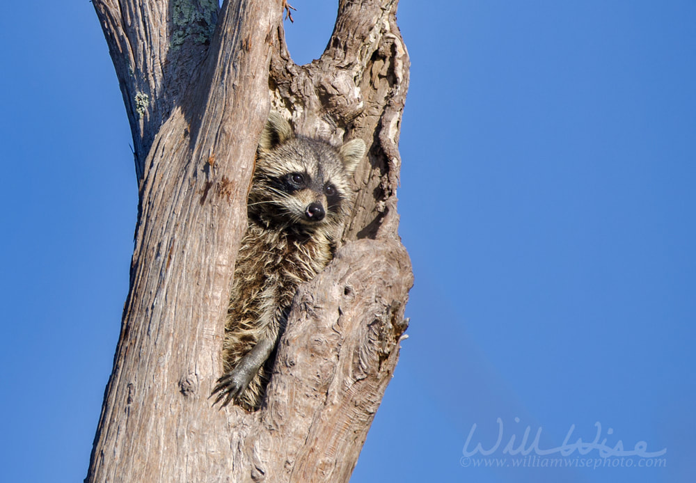 Raccoon in tree cavity, Okefenokee Swamp National Wildlife Refuge Picture