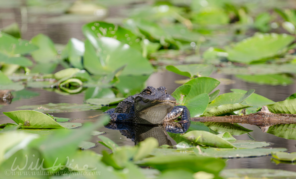 Juvenile American Allgator on Lily pads, Okefenokee Swamp National Wildlife Refuge Picture