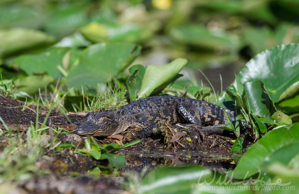 Sleeping baby American Alligator, Okefenokee Swamp National Wildlife Refuge Picture