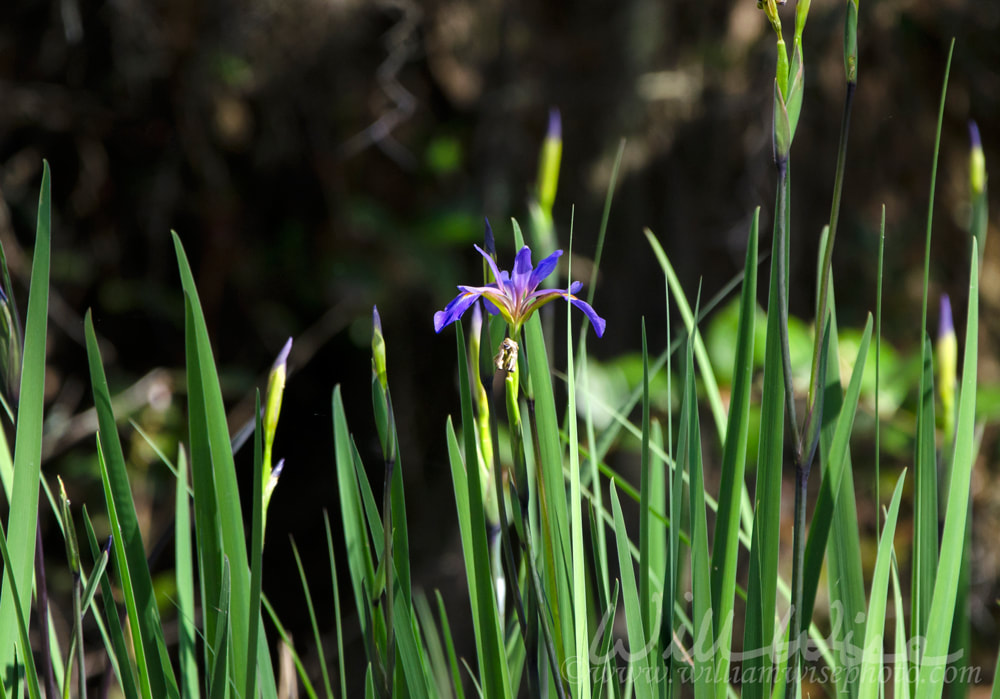 Swamp Iris purple flower Picture