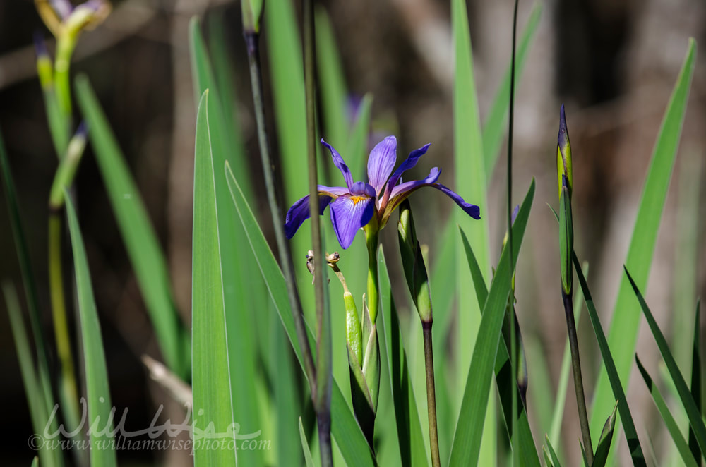 Purple Swamp Iris, Okefenokee Swamp National Wildlife Refuge Picture