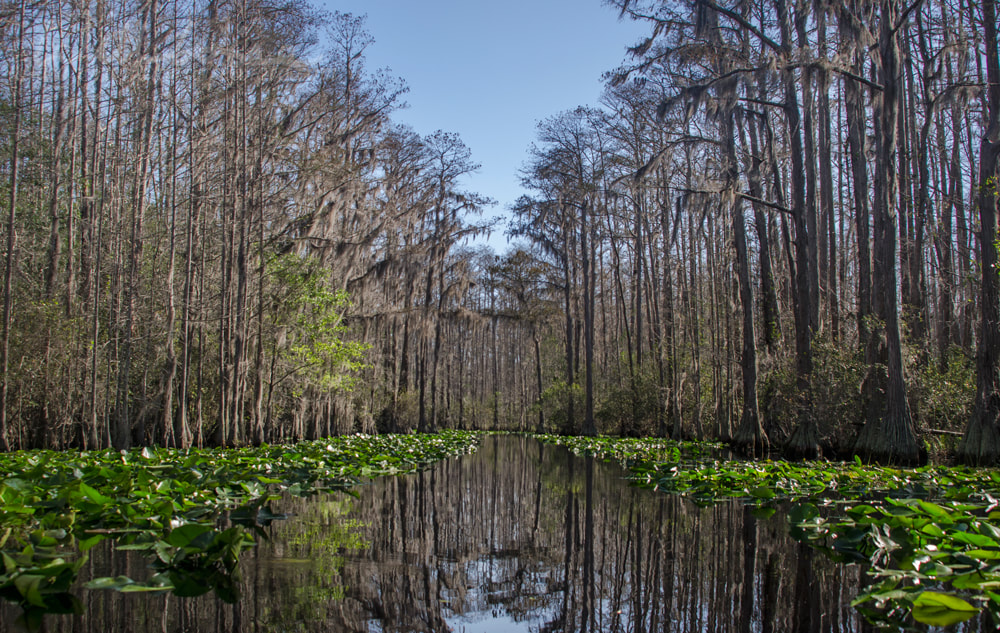Middle Fork Suwannee River red trail, Okefenokee Swamp National Wildlife Refuge Picture