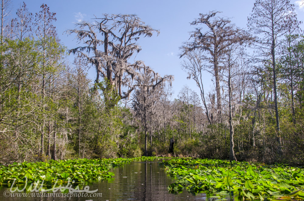 Middle Fork Suwannee River red trail, Okefenokee Swamp National Wildlife Refuge Picture