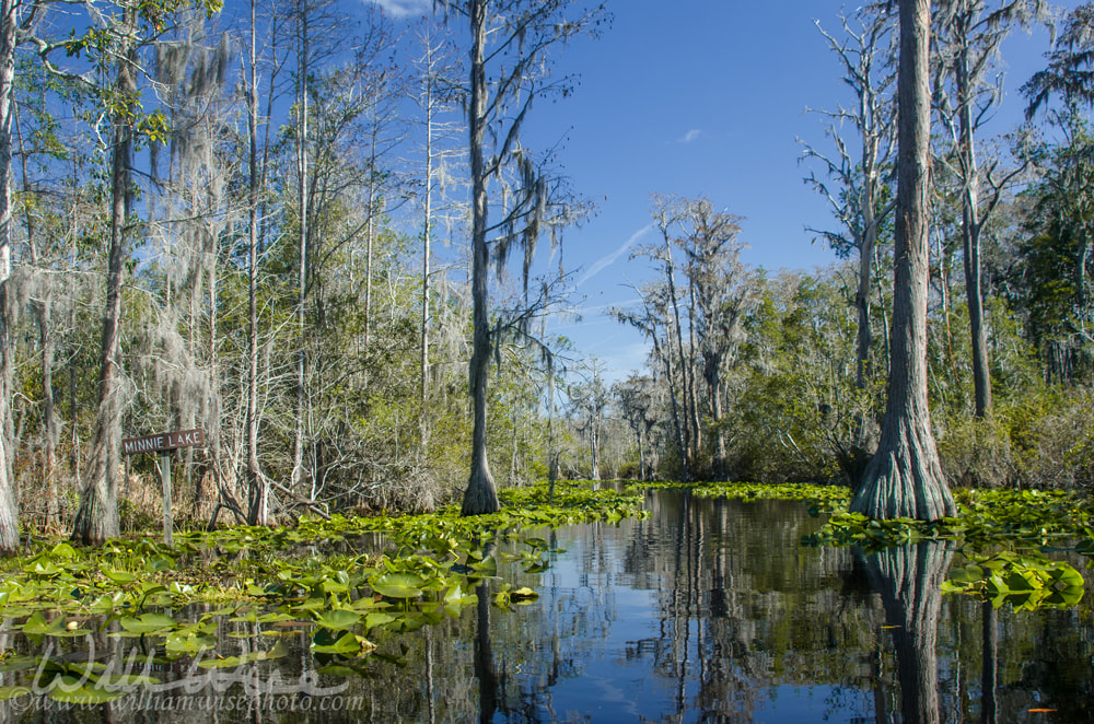 Minnies Lake Canoe Kayak Trail, Okefenokee Swamp National Wildlife Refuge Picture