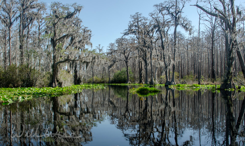 Minnies Lake Okefenokee Swamp Picture