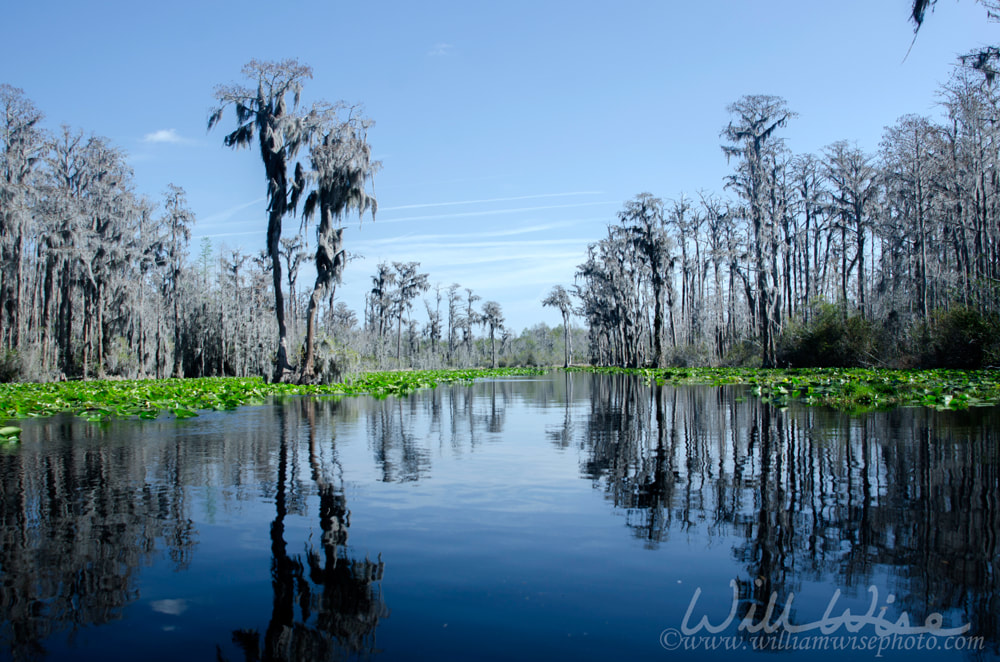 Minnies lake Okefenokee Picture