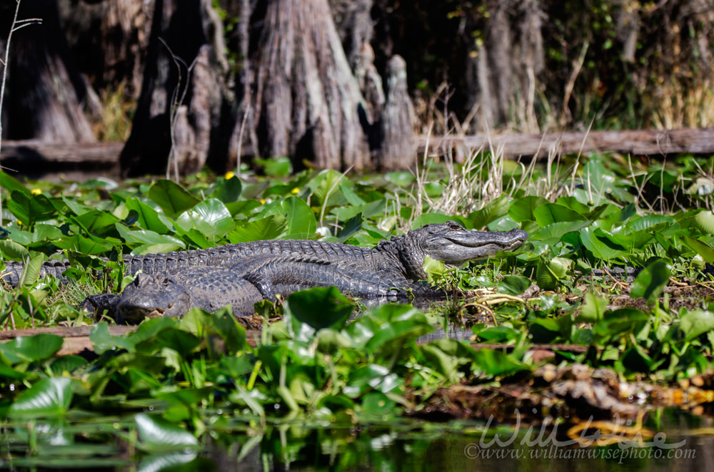 Large American Alligators, Okefenokee Swamp National Wildlife Refuge Picture