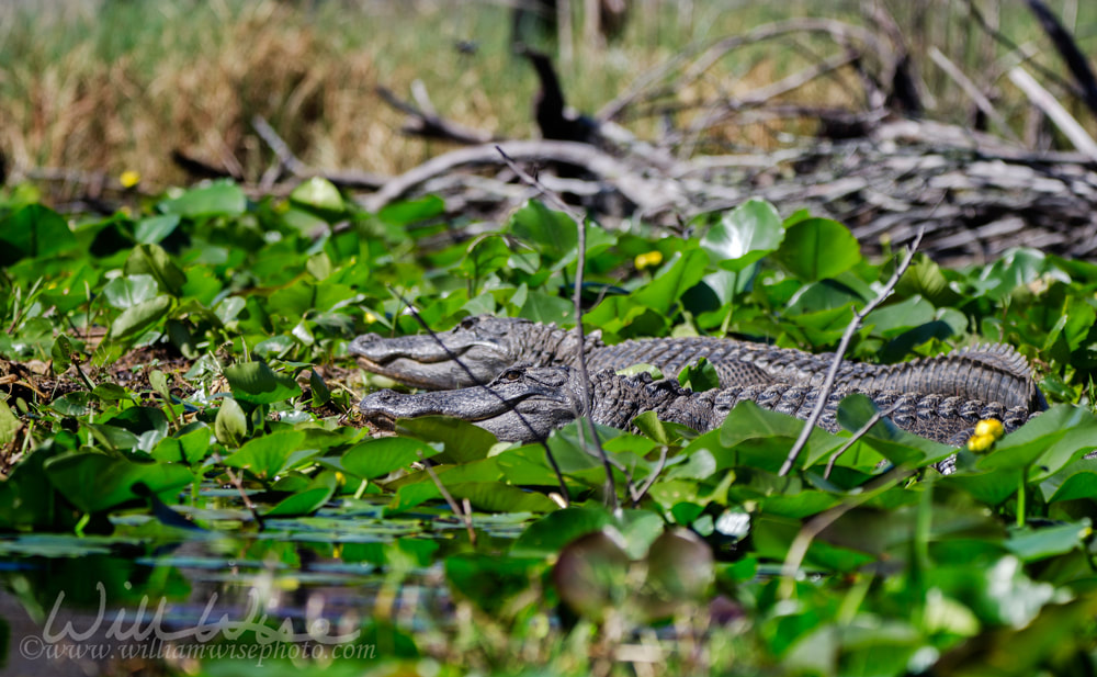 Large American Alligators basking, Okefenokee Swamp National Wildlife Refuge Picture