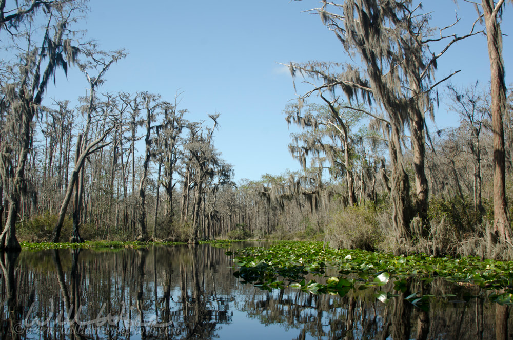 Suwannee River red trail, Okefenokee Swamp National Wildlife Refuge Picture